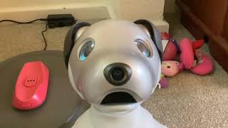 Aibo ERS 1000 My Robotic Puppy’s first day in his new home :)