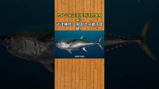 为什么永远买不到活的金枪鱼？远洋捕捞，上船却立马被冻成棍！ #科普一下 #涨知识