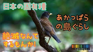 【あかっぱら】島で暮らすあかっぱらの暮らしぶり～絶滅なんてするもんか！～