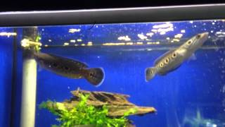 Ocellated Snakehead (Channa pleurophthalma) feeding on dry