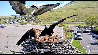 An unbanded  male tries to land, Iris won't allow it (regular \u0026 slo-mo)  2023 05 12 16 47 20 003