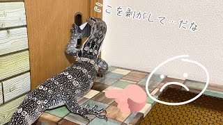 ミズオオトカゲの白ちゃんは、納戸が好き(^_^) Water monitor lizard