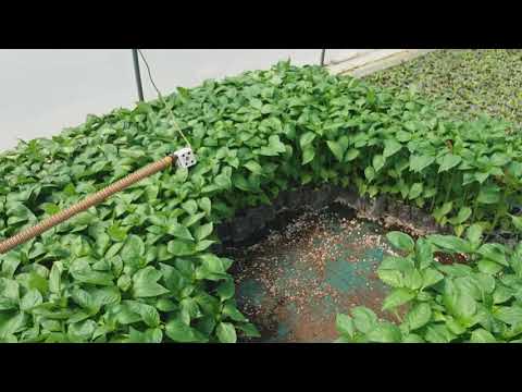Agricultural technology smart farming tomato seeding nursery Agricultural technology smart farming tomato seeding nursery