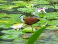 蓮の葉の上を歩く鳥（掛川花鳥園）