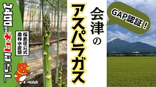 GAP認証会津産アスパラガスの美味しさに迫る！