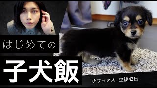 【子犬の離乳食】生後42日ミックス犬のチワックス(ダックスフンド×チワワ)に離乳食をあげてみました ロイヤルカナン ミニスターターベビー ROYALCANIN