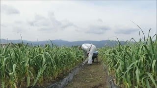 生産レポート 2016年04月09日 にんにく畝の除草