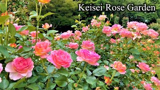 【4K】2番花が咲き始めました♪京成バラ園（千葉県） 2023年6月20日 Keisei Rose Garden in Japan June 20, 2023