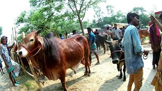 বিখ্যাত চুপাইর গরুর হাট থেকে সুঠাম দেহের গরু কেনা বেচা চলছে কি দামে , Cow Pric 2024