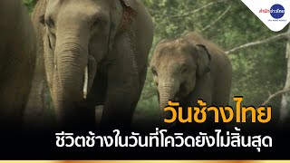 วันช้างไทย...ชีวิตช้างในวันที่โควิดยังไม่สิ้นสุด