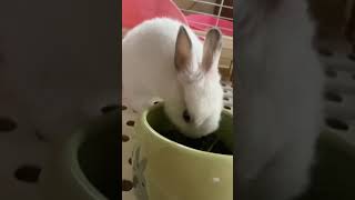 40-Cute and Funny Rabbit videos compilation 😀- #shorts