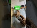 テカテカ緑饅頭なカエル イエアメカエル カエル