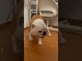 高木ぶーちゃん🐶☝️ short ブルドッグ おもしろ