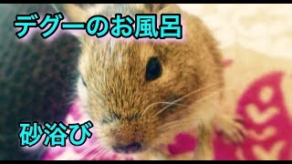 デグーのお風呂 砂浴び 【デグー♯3】