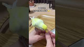 初めてのとうもろこし🌽食後のひと言が可愛かった #インコ #shorts #ペット