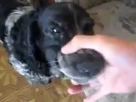 Funny Angry Dog Song Youtube