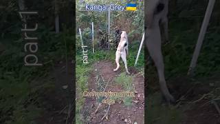 §418. Kangal Грей. Сутичка на межі. #kangal #shepherd #грей #кангал #dog #clash #shorts 🇺🇦🐕‍🦺