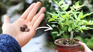 Wisteria Seeding【Bonsai diary 6/18】How to make a simple bonsai for beginners eed  EOS R5