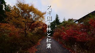 【瀬尻スギ国有林】紅葉と清流が彩る散策路｜浜松市天竜区龍山町瀬尻新開