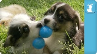 Corgi Can't Get Easter Egg Off Face - Puppy Love