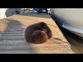 Baby Otter Rolls Down Wooden Dock to Its Mother - 1118915