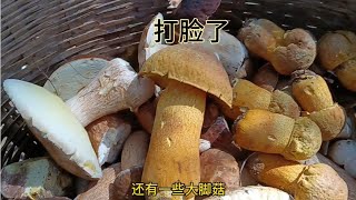 带了两个筐 结果捡了一上午连一个筐都不满菌子太少了