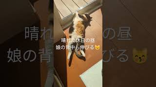 うちの娘（あ〜〜っと😽）日差しが暖かくて気持ち良く伸びるフウちゃん😽 #うちのねこ #cat