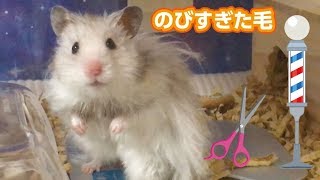 ロングヘアハムスターの毛をカットしてみた♪How to cut long hair hamster’s fur?🐹（ゴールデンハムスター/Syrian hamster）