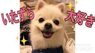 いたずら大好きポメラニアンが一瞬でいたずらをやめる方法がこちら How to stop a mischief by Pomeranian like mischief