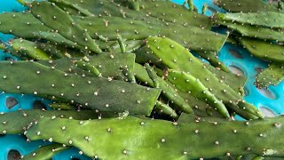 Re-setting Opuntia Monacantha | Replanting cactus