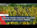 Dampak Musim Kemarau Puluhan Tanaman Cabai Gagal Panen