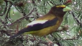 Bob Marshall Expedition Montana Soundtrack Birds Singing Water Wildlife Nature Sounds