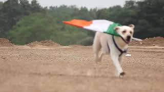 Indian army dog 🐕.