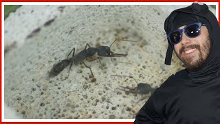 Ces fourmis asiatiques ont morflé ! (Harpegnatos venator)