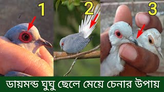 ডায়মন্ড ডাভ ঘুঘু পাখির ছেলে মেয়ে চেনার উপায় | Diamond Dove Male Female Identification