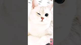 Funniest Animals 2023 😻 Best Funny Cats and Dogs Videos 😍🐶 #cats