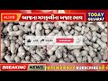 આજના મગફળીના ભાવ 23 01 2025 મગફળીના ભાવ 2025 magfali na bhav commodity trend magfali