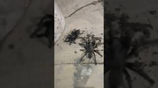 tarantula at my room#reptiles #animalshorts #tarantula #black #usa tarantula #indonesian #china #kdp