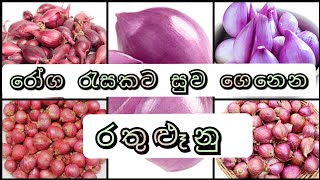 රතුළූනු ඔසු ගුණ | Rathulunu | රෝග රැසකට සුව සලසන රතුළූනු | @osu-1380