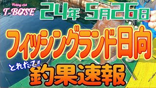 【速報：海上釣堀】24年5月26 日 フィッシングランド日向　釣果速報です！！