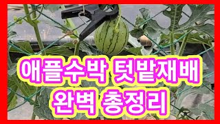 애플수박 텃밭재배 완벽 총정리 수박 순치는법,재배방법,수박순치기,수박키우기,애플수박 순지르기,수직재배심는시기,수솩시기 솔림농원텃밭,주말농장,귀농귀촌