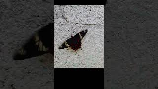 பட்டாம்பூச்சி கற்றுத் தரும் பாடம் Lesson from Butterfly