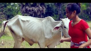 Amazing!!! Brave Sister Catch Snake in a Village   Snake Attack Baby Cow