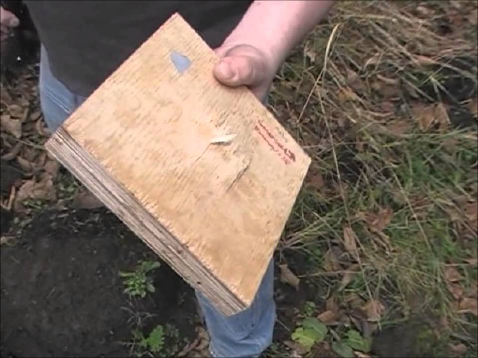 Bulletproof Wood Youtube