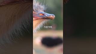 타조에 대한 사실들 / facts about ostrich