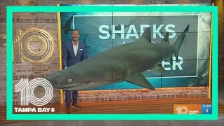 Yes, sharks can detect hurricanes | Got A Minute