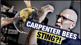 Do Carpenter Bees Sting?