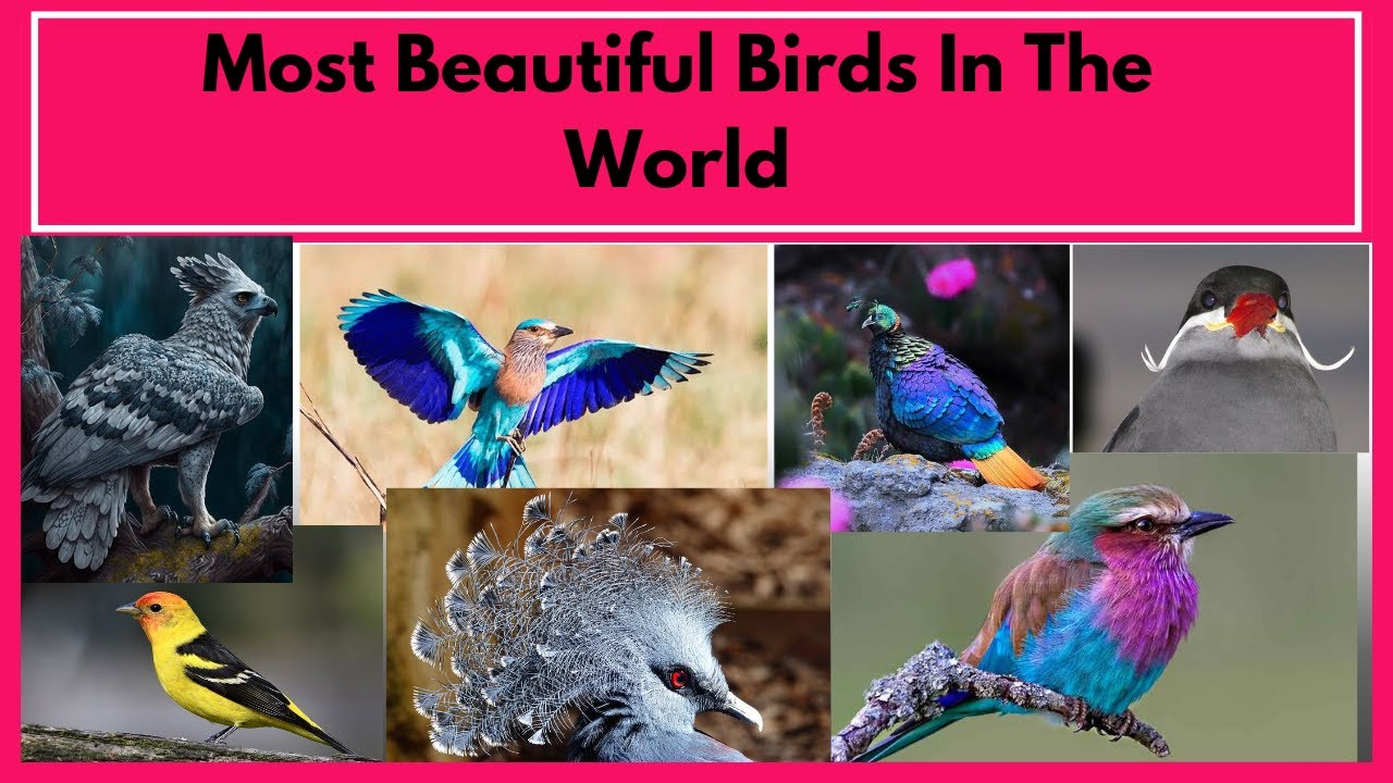 TOP 20 MOST BEAUTIFUL BIRDS🐦🌈 IN THE WORLD - YouTube