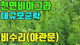 비수리(야관문) 대규모군락지 발견-남성 기력을강화시키고 여성갱년기에좋은 나물약초