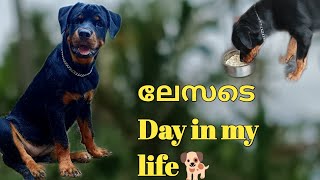 youtube il ആദ്യമായി dogs ന്റെ മാത്രം day in my life😍🐕/day in my life for leza🥰#dayinthelife